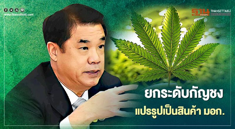 กัญชงบูม สุริยะ เล็งยกระดับแปรรูปเป็นสินค้า มอก. ขายทั่วโลก