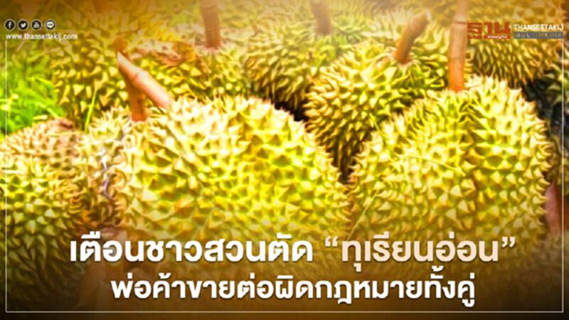 เตือนชาวสวนตัด “ทุเรียนอ่อน” พ่อค้าขายต่อผิดกฎหมายทั้งคู่ เตือนชาวสวนตัด “ทุเรียนอ่อน” พ่อค้าขายต่อผิดกฎหมายทั้งคู่