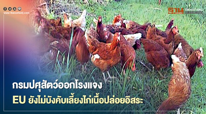 กรมปศุสัตว์ออกโรงแจง EU ยังไม่บังคับเลี้ยงไก่เนื้อปล่อยอิสระ กรมปศุสัตว์ออกโรงแจง EU ยังไม่บังคับเลี้ยงไก่เนื้อปล่อยอิสระ