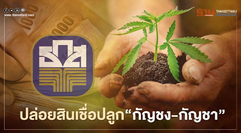 หนุนสินเชื่อปลูก"กัญชง-กัญชา"ธ.ก.ส.ตั้งวงเงินรอ 10,000 ล้านบาท