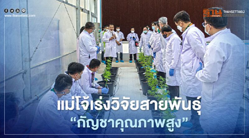 แม่โจ้เร่งวิจัยสายพันธุ์"กัญชาคุณภาพสูง" แม่โจ้เร่งวิจัยสายพันธุ์"กัญชาคุณภาพสูง"