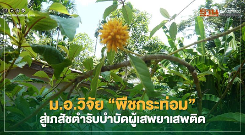 ม.อ.วิจัย "พืชกระท่อม" สู่เภสัชตำรับบำบัดผู้เสพยาเสพติด ม.อ.วิจัย "พืชกระท่อม" สู่เภสัชตำรับบำบัดผู้เสพยาเสพติด
