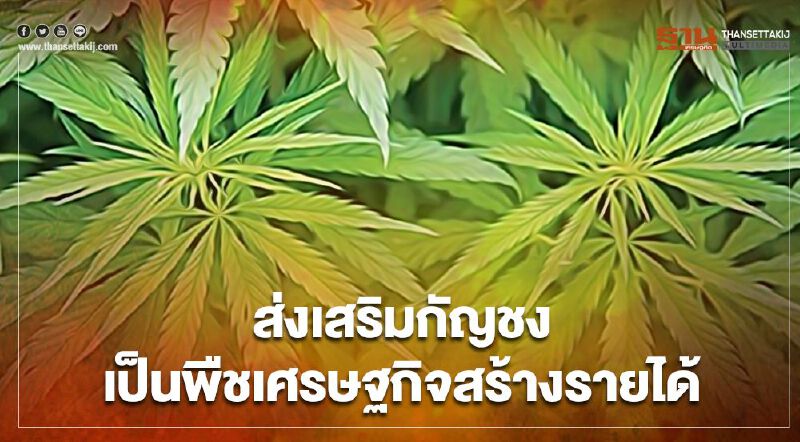 สธ. ผนึก กษ. ดัน"กัญชง"เป็นพืชเศรษฐกิจ