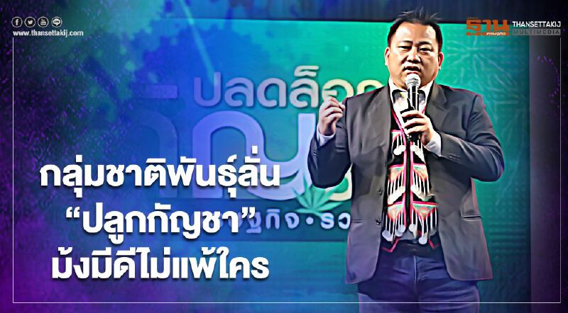 กลุ่มชาติพันธุ์ลั่น"ปลูกกัญชา"ม้งมีดีไม่แพ้ใคร  