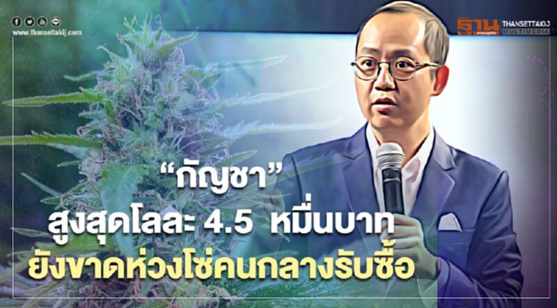 "กัญชา"สูงสุดโลละ 4.5 หมื่นบาท ยังขาดห่วงโซ่พ่อค้าคนกลาง "กัญชา"สูงสุดโลละ 4.5 หมื่นบาท ยังขาดห่วงโซ่พ่อค้าคนกลาง
