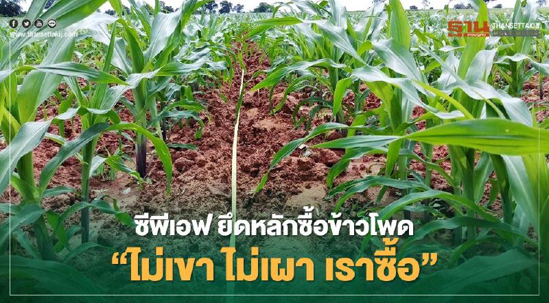 ซีพีเอฟยึดหลักซื้อข้าวโพด “ไม่เขา ไม่เผา เราซื้อ”