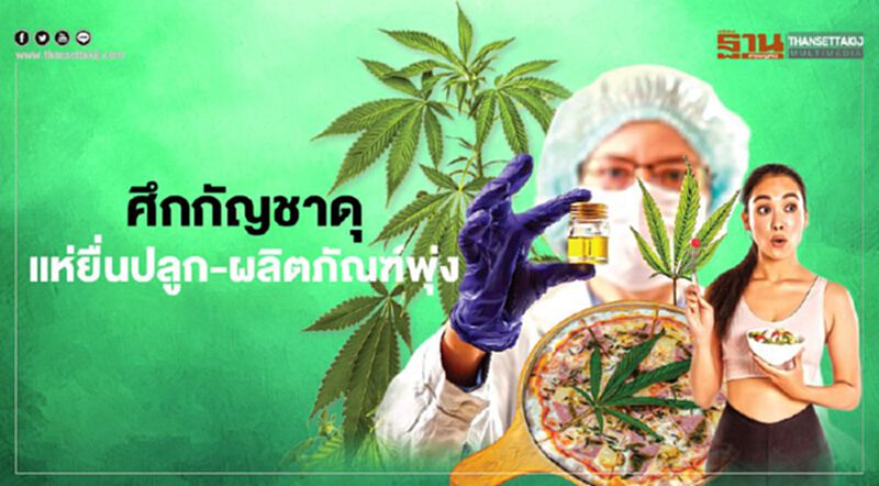 ศึกกัญชาดุ บิ๊กเอกชนฟัดกันนัว แห่ยื่นปลูก-ผลิตภัณฑ์พุ่ง 3,000 รายต่อวัน ศึกกัญชาดุ บิ๊กเอกชนฟัดกันนัว แห่ยื่นปลูก-ผลิตภัณฑ์พุ่ง 3,000 รายต่อวัน
