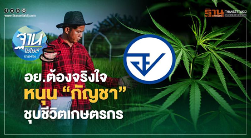 อย.ต้องจริงใจ หนุน“กัญชา” ชุบชีวิตเกษตรกร อย.ต้องจริงใจ หนุน“กัญชา” ชุบชีวิตเกษตรกร