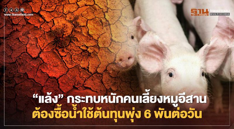 “แล้ง”กระทบหนักคนเลี้ยงหมูอีสาน ต้องซื้อน้ำใช้ต้นทุนพุ่ง 6 พันต่อวัน “แล้ง”กระทบหนักคนเลี้ยงหมูอีสาน ต้องซื้อน้ำใช้ต้นทุนพุ่ง 6 พันต่อวัน