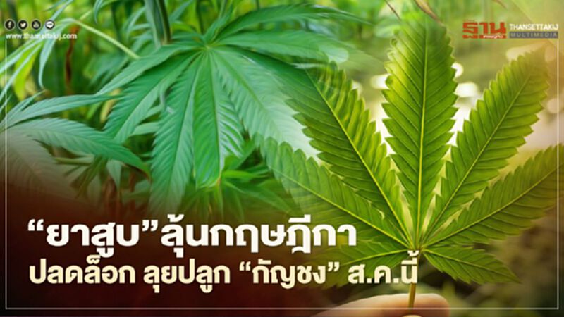 "ยาสูบ" ลุ้นกฤษฎีกาปลดล็อก ลุยปลูก "กัญชง" ส.ค.นี้ "ยาสูบ" ลุ้นกฤษฎีกาปลดล็อก ลุยปลูก "กัญชง" ส.ค.นี้