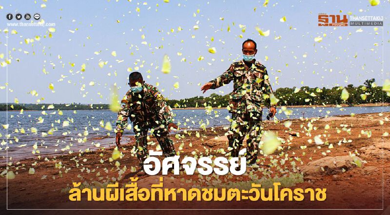 อัศจรรย์ ล้านผีเสื้อที่หาดชมตะวันโคราช