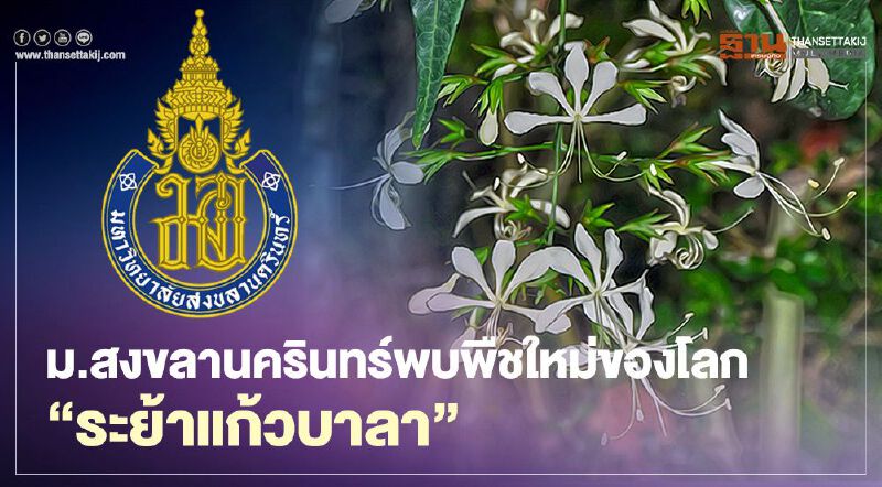 ยืนยันแล้ว นักวิจัยม.สงขลานครินทร์พบพืชใหม่ของโลก“ระย้าแก้วบาลา”