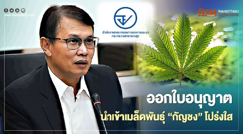 อย. ยันออกใบอนุญาตนำเข้าเมล็ดพันธุ์ "กัญชง" โปร่งใส 