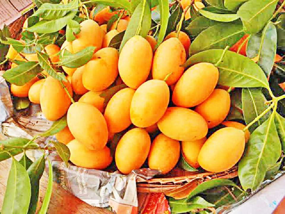 มะยงห่าง มะปรางชิด