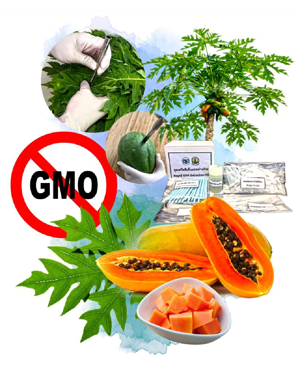 ชุดตรวจคัดแยก GM ตัวช่วยส่งออกมะละกอไทย