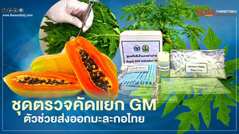 ชุดตรวจคัดแยก GM ตัวช่วยส่งออกมะละกอไทย ชุดตรวจคัดแยก GM ตัวช่วยส่งออกมะละกอไทย