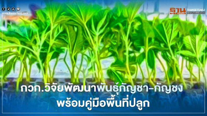 กวก.วิจัยพัฒนาพันธุ์กัญชา-กัญชง  พร้อมคู่มือพื้นที่ปลูก