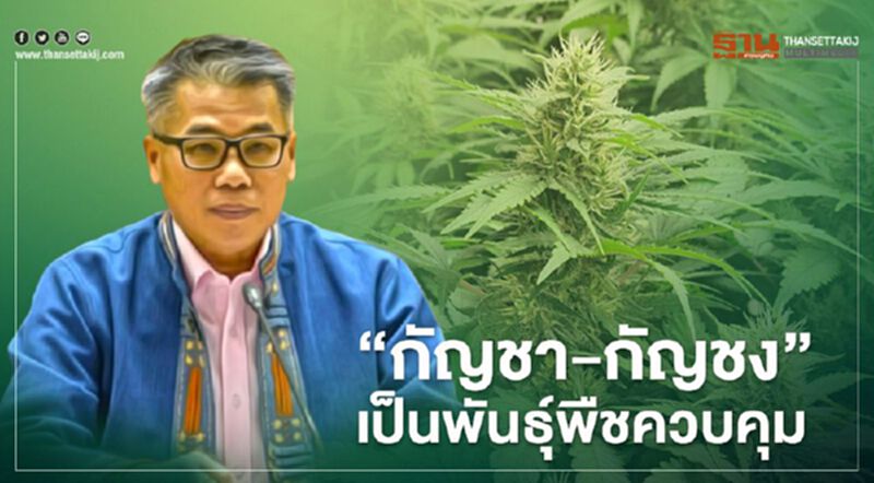 เตรียม เปิดตัว “กัญชา-กัญชง” เป็นพันธุ์พืชควบคุม น้องใหม่ เตรียม เปิดตัว “กัญชา-กัญชง” เป็นพันธุ์พืชควบคุม น้องใหม่