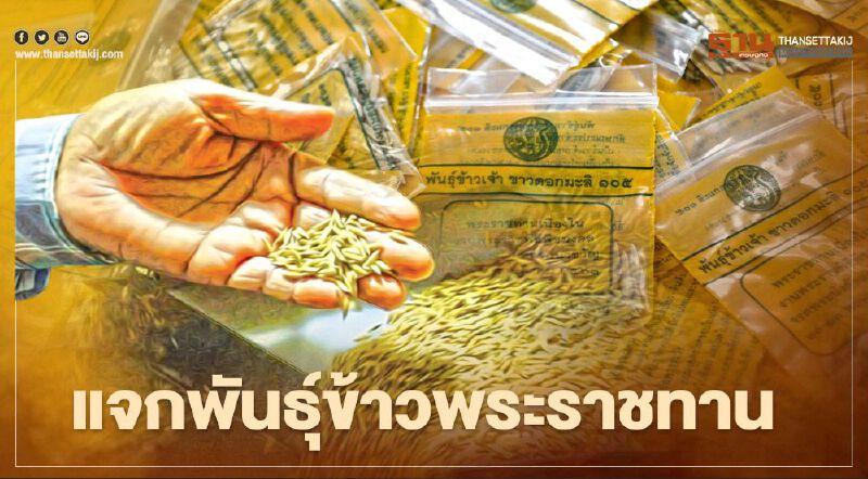 กรมการข้าว เตรียมแจก 5 พันธุ์ข้าวพระราชทาน เนื่องในวันพืชมงคล ปี2564