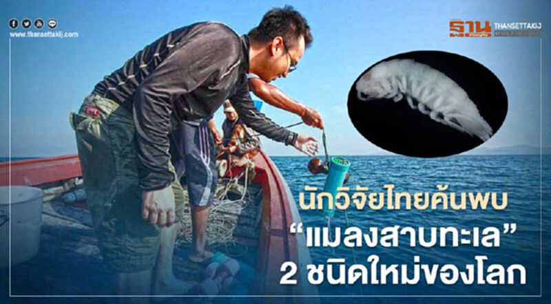 นักวิจัยไทยค้นพบ"แมลงสาบทะเล"2ชนิดใหม่ของโลก นักวิจัยไทยค้นพบ"แมลงสาบทะเล"2ชนิดใหม่ของโลก