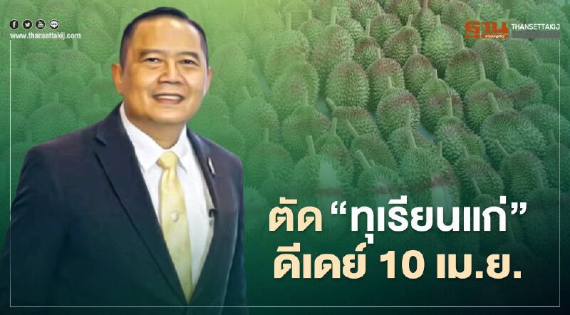 ตัด “ทุเรียนแก่” ดีเดย์ 10 เม.ย.