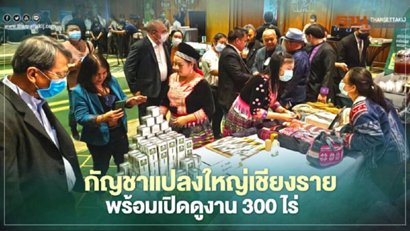 กัญชาแปลงใหญ่เชียงราย พร้อมเปิดดูงาน 300 ไร่ กัญชาแปลงใหญ่เชียงราย พร้อมเปิดดูงาน 300 ไร่