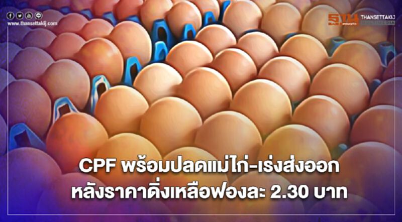 CPF พร้อมปลดแม่ไก่-เร่งส่งออก หลังราคาดิ่งเหลือฟองละ 2.30 บาท CPF พร้อมปลดแม่ไก่-เร่งส่งออก หลังราคาดิ่งเหลือฟองละ 2.30 บาท