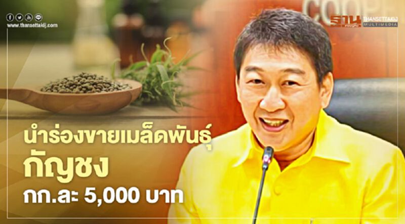 กรมส่งเสริมสหกรณ์นำร่องขายเมล็ดพันธุ์กัญชงกก.ละ 5,000 บาท กรมส่งเสริมสหกรณ์นำร่องขายเมล็ดพันธุ์กัญชงกก.ละ 5,000 บาท