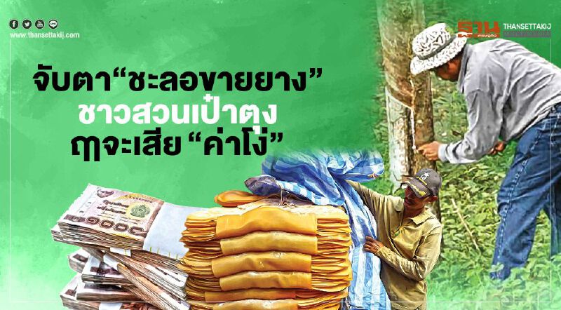 จับตา“ชะลอขายยาง” ชาวสวนเป๋าตุง ฤาจะเสีย “ค่าโง่”