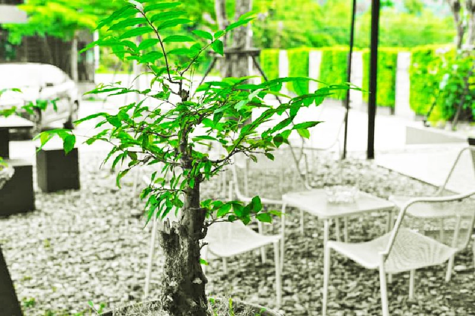 D’endless Alanska Hill มุมกาแฟเก๋ กลางหุบเขา 