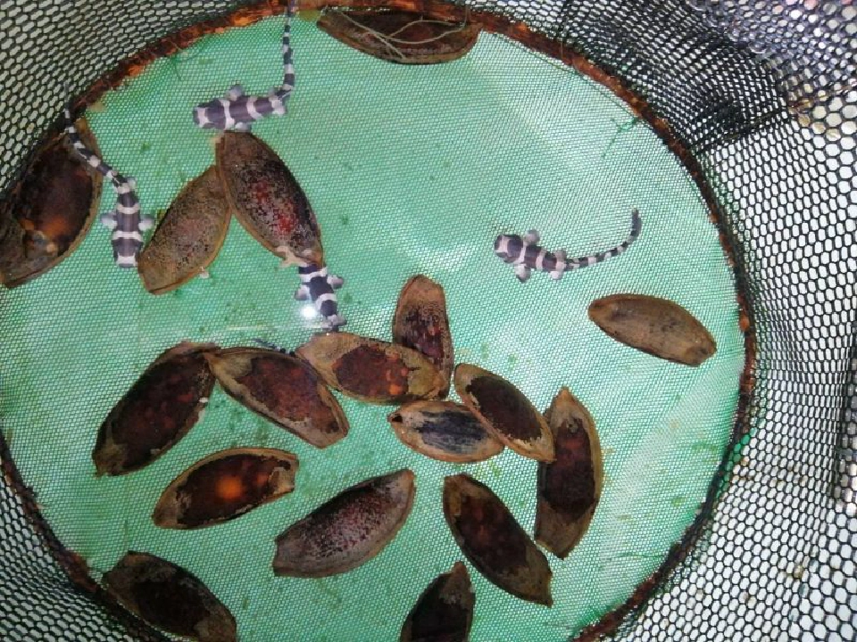 กรมประมงลุยขยายพันธุ์ “ฉลามกบ” ปล่อยคืนทะเลรักษาสมดุลธรรมชาติ