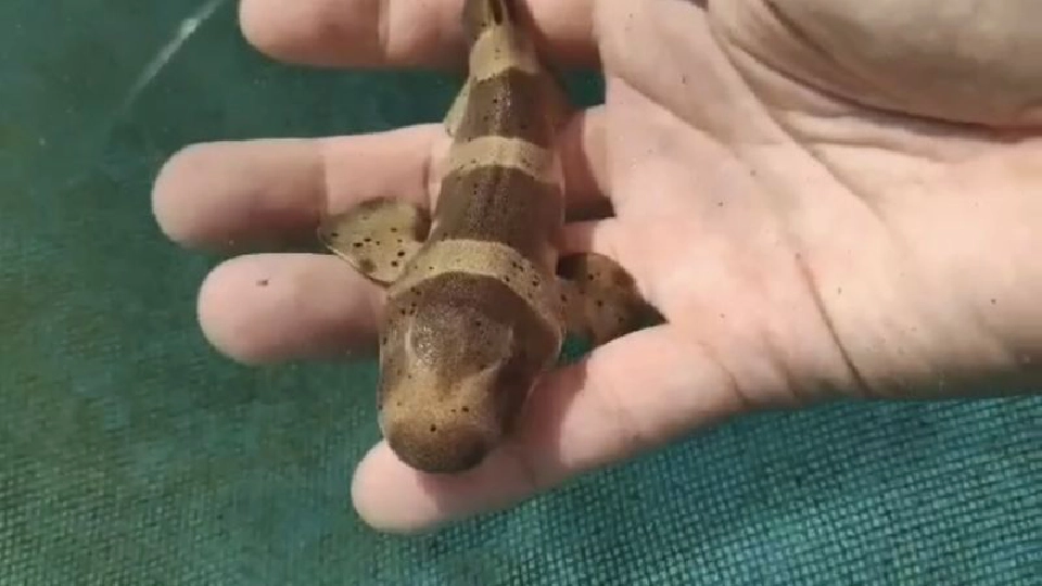 กรมประมงลุยขยายพันธุ์ “ฉลามกบ” ปล่อยคืนทะเลรักษาสมดุลธรรมชาติ