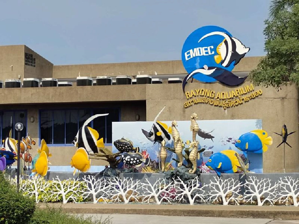 กรมประมงลุยขยายพันธุ์ “ฉลามกบ” ปล่อยคืนทะเลรักษาสมดุลธรรมชาติ