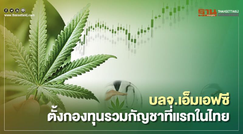 บลจ.เอ็มเอฟซี ตั้งกองทุนรวมกัญชาที่แรกในไทย บลจ.เอ็มเอฟซี ตั้งกองทุนรวมกัญชาที่แรกในไทย