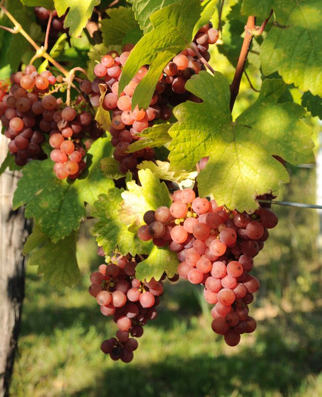 Сорт винограда траминер розовый. Траминер сорт винограда. Гевюрцтраминер виноград фото. Траминер сорт винограда. Траминер сорт винограда.