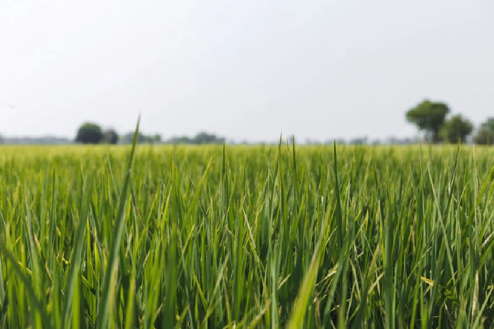 ลิ้มรสขนมไทย ข้าวเหนียวหน้าควายลุย