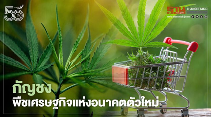 กัญชง พืชเศรษฐกิจแห่งอนาคตตัวใหม่ กัญชง พืชเศรษฐกิจแห่งอนาคตตัวใหม่