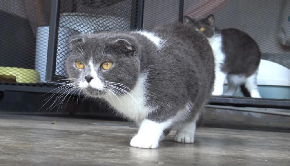 "ชนะงงๆ" ประมูลแมว1แสน"เตรียมสู้ไว้อีก1เท่า"