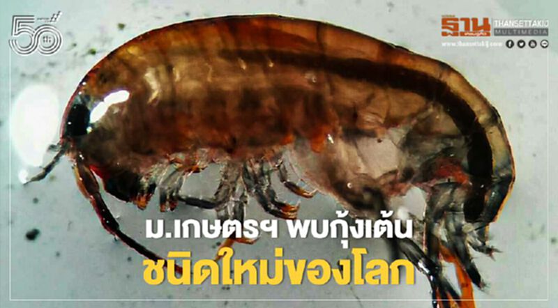 พบ “ กุ้งเต้น” (amphipod) ชนิดใหม่ของโลก พบ “ กุ้งเต้น” (amphipod) ชนิดใหม่ของโลก