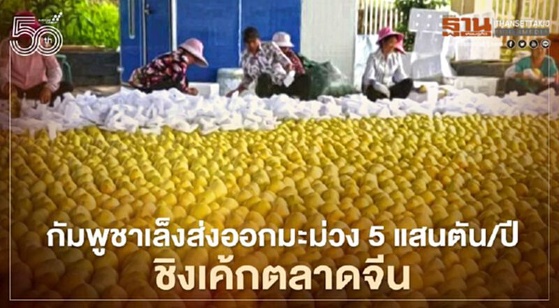 กัมพูชาพร้อมส่งออกมะม่วง 5 แสนตัน/ปี ชิงเค้กตลาดจีน กัมพูชาพร้อมส่งออกมะม่วง 5 แสนตัน/ปี ชิงเค้กตลาดจีน