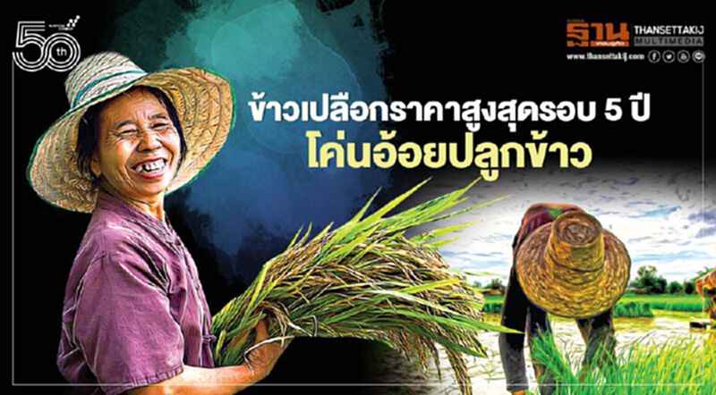 ข้าวเปลือกราคาสูงสุดรอบ 5 ปี โค่นอ้อยปลูกข้าว ข้าวเปลือกราคาสูงสุดรอบ 5 ปี โค่นอ้อยปลูกข้าว