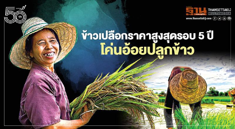 ข้าวเปลือกราคาสูงสุดรอบ 5 ปี โค่นอ้อยปลูกข้าว ข้าวเปลือกราคาสูงสุดรอบ 5 ปี โค่นอ้อยปลูกข้าว