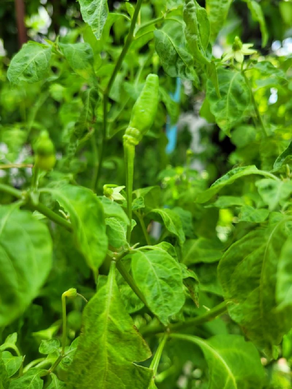 “ค้าภายใน”เร่งแก้พริกภาคใต้ราคาร่วงหนัก เหลือโลละ8บาท