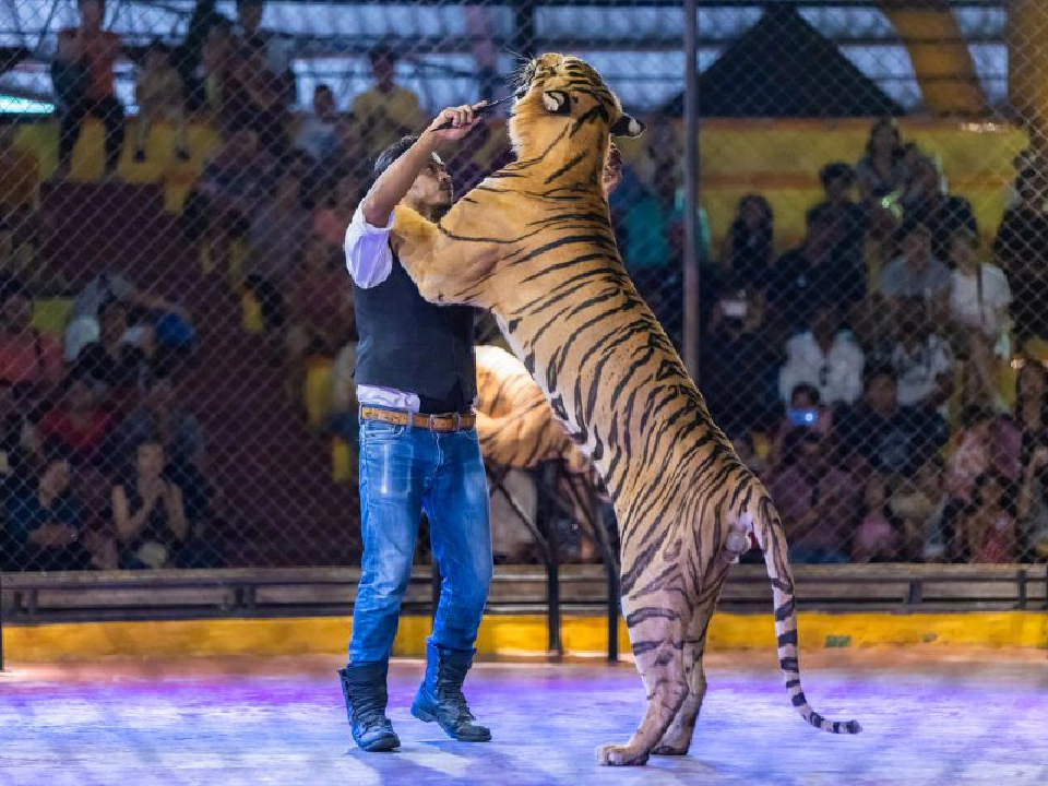 ช็อก! สวนเสือศรีราชา ประกาศเลิกกิจการ 