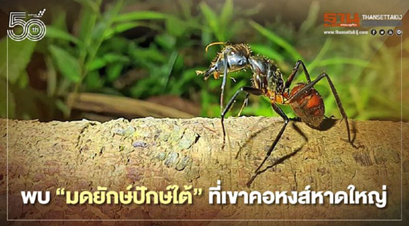 พบ"มดยักษ์ปักษ์ใต้"ที่เขาคอหงส์หาดใหญ่ พบ"มดยักษ์ปักษ์ใต้"ที่เขาคอหงส์หาดใหญ่