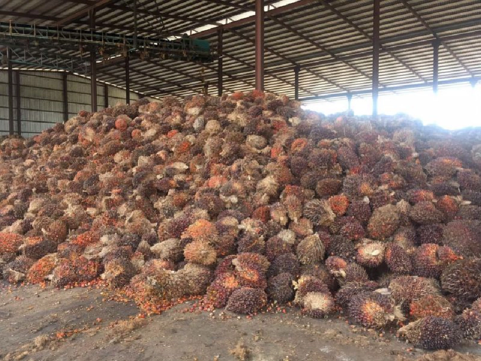 ฟันโรงสกัด ลานเท 8ราย   โกงน้ำหนักปาล์มน้ำมัน