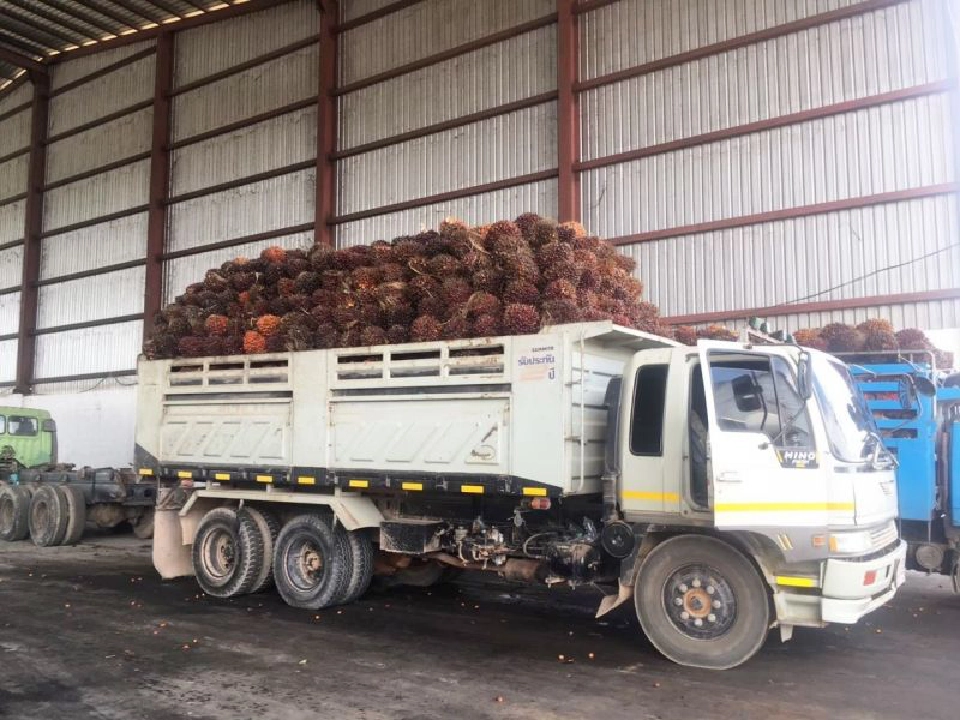 ฟันโรงสกัด ลานเท 8ราย   โกงน้ำหนักปาล์มน้ำมัน