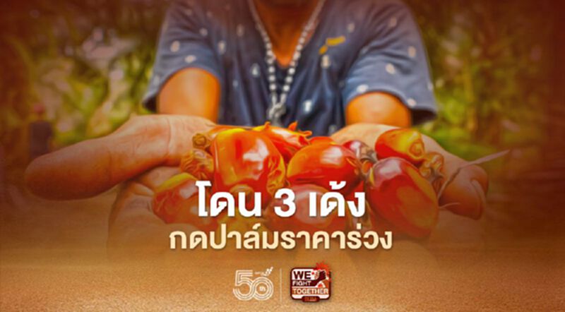 โดน 3 เด้ง กดปาล์มราคาร่วง โดน 3 เด้ง กดปาล์มราคาร่วง