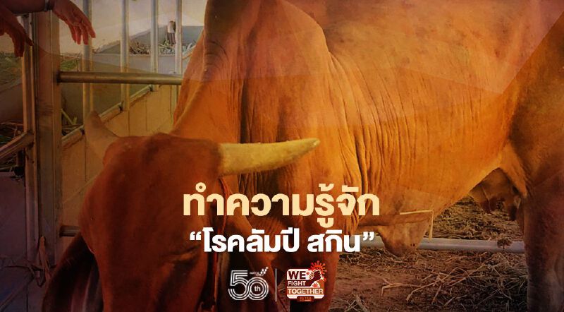 โรคอุบัติใหม่ “ลัมปี สกิน” สังเกตอาการ "โค-กระบือ" ยังไง เช็กได้ที่นี่ โรคอุบัติใหม่ “ลัมปี สกิน” สังเกตอาการ "โค-กระบือ" ยังไง เช็กได้ที่นี่