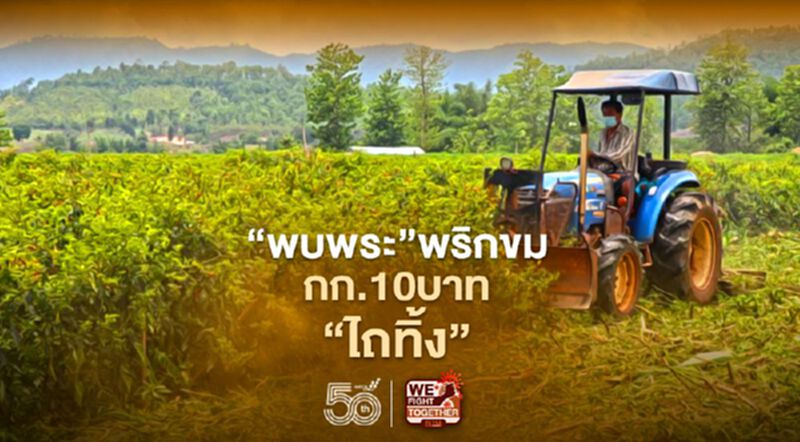 "พบพระ"พริกขมกก.10บาทขายไม่คุ้ม"ไถทิ้ง" "พบพระ"พริกขมกก.10บาทขายไม่คุ้ม"ไถทิ้ง"